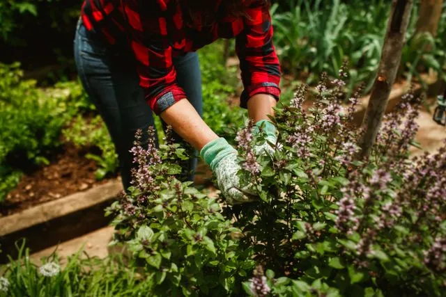 A herb garden with basil